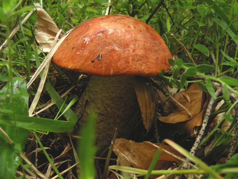 Boleti trentini, chi soffre d''invidia o siccit� non guardi